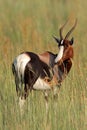Bontebok antelope Royalty Free Stock Photo