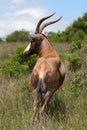 Bontebok Antelope Royalty Free Stock Photo