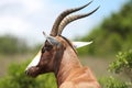 Bontebok Antelope Royalty Free Stock Photo