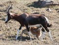 Bontebok Antelope Baby Royalty Free Stock Photo