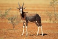 Bontebok antelope Royalty Free Stock Photo