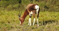 Bontebok Antelope Royalty Free Stock Photo