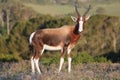 Bontebok Antelope Royalty Free Stock Photo