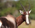 Bontebok Antelope Portrait Royalty Free Stock Photo