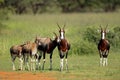 Bontebok antelopes Royalty Free Stock Photo