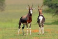 Bontebok antelopes Royalty Free Stock Photo