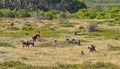 Bontebok and Baboons