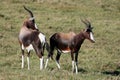 Bontebok or Blesbok Antelope Royalty Free Stock Photo