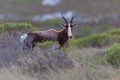 Bontebok (damaliscus dorcas) Royalty Free Stock Photo