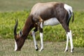 Bontebok, Bontebok, Damaliscus pygargus Royalty Free Stock Photo