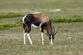 Bontebok, Bontebok, Damaliscus pygargus Royalty Free Stock Photo