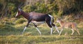 Bontebok Mother and Baby Calf Running