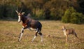 Bontebok Mother and Baby Calf Running