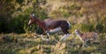 Bontebok Mother and Baby Calf Running