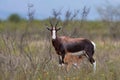 Bontebok mother and calf standing in fynbos habitat