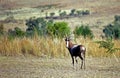 Bontebok, Voortrekker Monument Nature Reserve, South African Rep