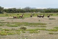 Bonteboks in De hoop nature reserve