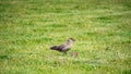 Bonxie, feeding on dead rabbit in green field.