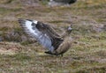 Great skua on ground calling