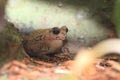 Bony-head toad Royalty Free Stock Photo