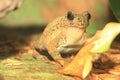 Bony-headed toad Royalty Free Stock Photo