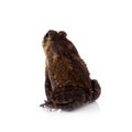 Bony-headed toad isolated on white Royalty Free Stock Photo