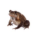 Bony-headed toad isolated on white Royalty Free Stock Photo