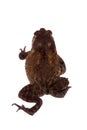 Bony-headed toad isolated on white Royalty Free Stock Photo