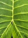 Bony leaves striped leaves of pine forest taro leaves