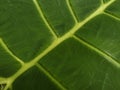 Bony leaves, veined leaves, taro leaves, cool green leaves