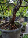 Bony tree in Bali