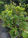 Bony tree in Bali