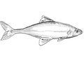 Bonytail chub or bonytail or Gila elegansFreshwater Fish Cartoon Drawing