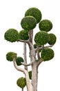 Bonzai Royalty Free Stock Photo