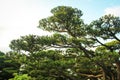 Bonzai leaf tree