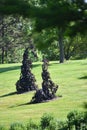 Bonzai like trimmed trees in forest