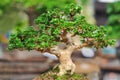 Bonzai plant Royalty Free Stock Photo