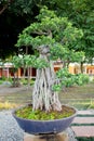 Bonzai plant Royalty Free Stock Photo