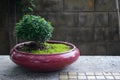 Bonzai on red pot with mos