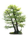 Bonzai Tree Royalty Free Stock Photo