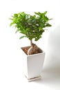 Bonzai tree Royalty Free Stock Photo