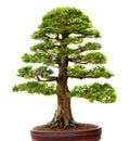 Bonzai tree