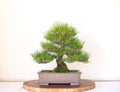 Bonzai Tree on white background