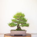 Bonzai Tree on white background Royalty Free Stock Photo