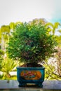 Bonzai tree on the wood table in the garden