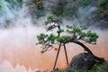 Bonzai trees and hot spring