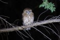 Boo Book Owl Royalty Free Stock Photo