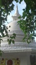 Boo tree and pagoda