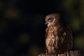 Boobook or barking owl Royalty Free Stock Photo