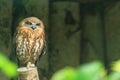 Boobook owl Royalty Free Stock Photo
